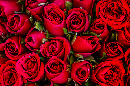 Rose Rosse. Il colore rosso esprime amore e passione 